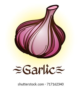 Garlic color illustration for menu design, packaging, for creating a logo or emblem.