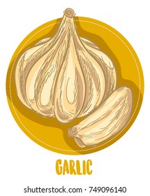 Garlic Colorful Vegetables Vector Doodle Sketch Illustration