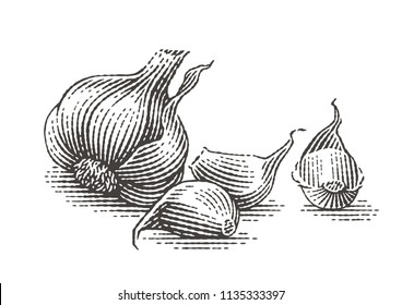 Garlic composition. Hand drawn engraving style illustrations.