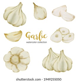 garlic culinary herb in watercolor collection design with full and slice and cut in half,  Drawing set  Flat Design Vector Illustration