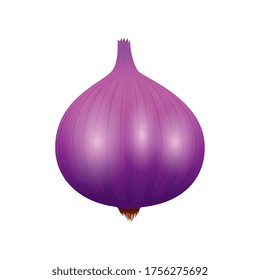 garlic design, Vegetable organic food healthy fresh natural and market theme Vector illustration