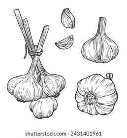 Garlic doodle sketch set in vector