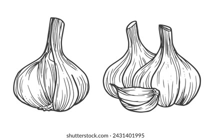 Garlic doodle sketch set in vector