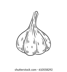 Garlic drawing. Isolated on white background. Hand drawn in a graphic style. Detailed vegetarian food. Great for menu, label, poster, print.
