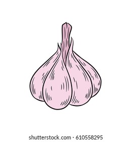 Garlic drawing. Isolated on white background. Hand drawn in a graphic style. Detailed vegetarian food. Great for menu, label, poster, print.