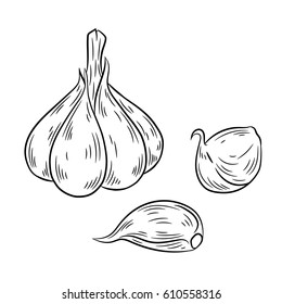 Garlic drawing. Isolated on white background. Hand drawn in a graphic style. Detailed vegetarian food. Great for menu, label, poster, print.