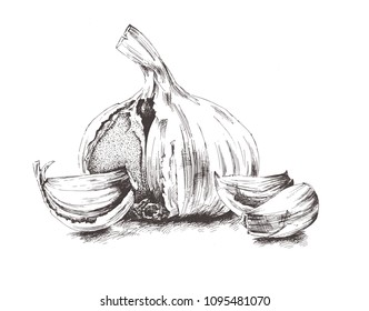 
Garlic, drawn by hand, in vintage style. 
Black and white drawing of A4 format on a white background. Sketch, graphic. Spice. Vector. Illustrator10