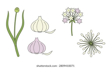 Garlic elements showing a fresh plant, whole white and purple bulbs, cloves, and flowers are illustrated.