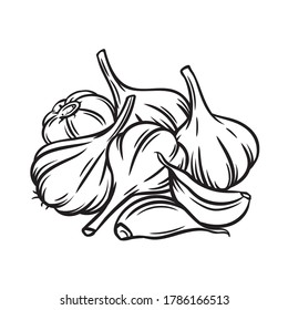 Garlic engraved vector illustration. Farm market product, isolated vegetable, outline bunch of garlic.