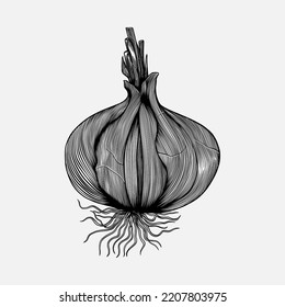 Gravierungsillustrationen für Knoblauch