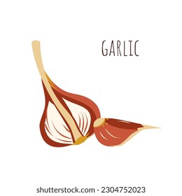 Garlic flash card. Hand drawn head and clove of garlic for education, vocabulary, recipes, healthy eco food, national garlic day card, suplement. Vector illustration.