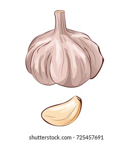 Garlic in flat cartoon style. Isolated object. Vegetable from the garden. Organic food. Vector illustration.