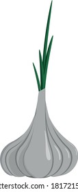 Garlic  flat illustration for menu or design