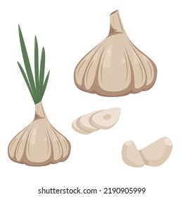 Garlic in a flat style isolated on a white background. Whole garlic, garlic cloves and cut.