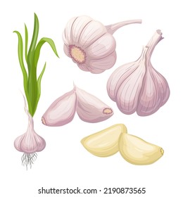 garlic food set cartoon. vegetable spice, cooking herb, organic plant garlic food vector illustration