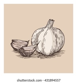 Garlic free hand drawing, sketch style