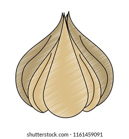 Garlic fresh vegetable scribble