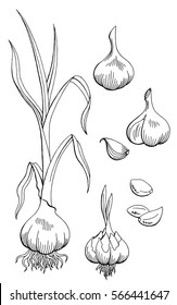 Garlic graphic black white isolated sketch illustration vector