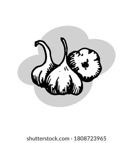 Garlic. Graphic drawing by hand. Vector illustration.