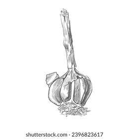 Garlic graphic drawing. Monochrome drawing of garlic. Botanical illustration, pencil sketch. Vector for printing on packaging, dishes, display cases and other printing. Grayscale, detailed image. 