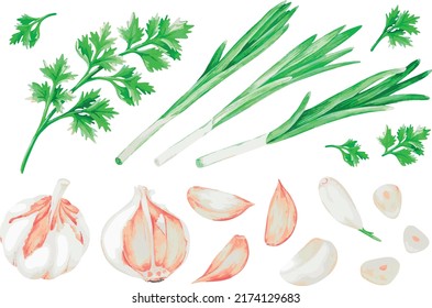 Garlic, green onion, parsley. Watercolor vector illustration. For your design. Suitable for cookbooks, recipes, aprons, kitchen accessories, stickers, dishes, food packs.