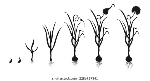 Garlic growth cycle. Black silhouette of development of bulbous plants. Infographic of growing seedlings from seeds.