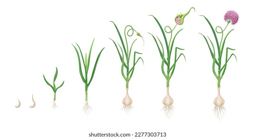 Garlic growth cycle. Vector illustration of development of an agricultural plant. Germination and flowering of agricultural crops.