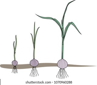 Garlic growth stages