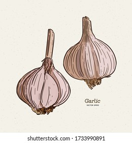 Garlic, hand draw sketch vector.