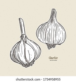 Garlic, hand draw sketch vector.