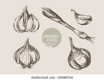 garlic hand draw sketch, vector