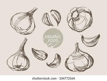 garlic hand draw sketch, vector