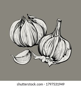 Ilustración vectorial de dibujo manual de ajo. Verduras aisladas. Objeto de estilo grabado. Esbozo de comida vegetariana. Producto del mercado agrícola. Ideal para menús, etiquetas, insignias.