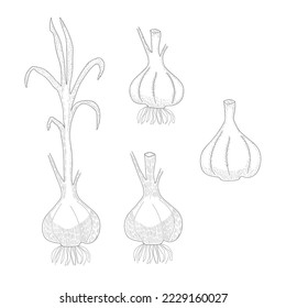 Vector de dibujo manual de ajo Ilustración sobre fondo blanco