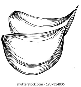 Ilustración de boceto vectorial de dibujo manual de ajo. Estilo grabado. Producto en el mercado agrícola. La mejor ubicación para el menú de diseño, etiqueta, insignias, banners y promociones.