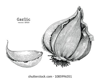 Garlic hand drawing vintage style