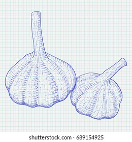 Garlic. Hand drawn blue sketch on lined paper background. Vector illustration