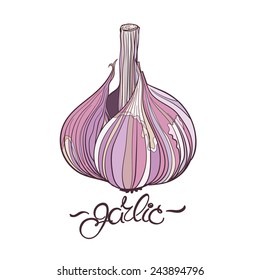 Garlic. Hand drawn garlic bulb and lettering. Natural colors, outline.