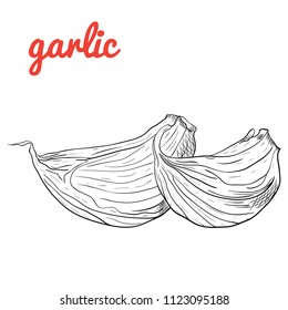 Garlic, Hand Drawn  cloves. 
