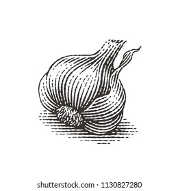 Garlic. Hand drawn engraving style illustrations.