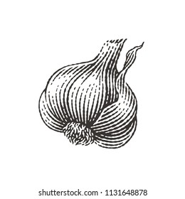 Garlic. Hand drawn engraving style illustrations.