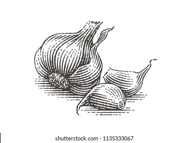 Garlic. Hand drawn engraving style illustrations.