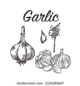Garlic. Hand drawn Garlics vector illustration isolated on white background