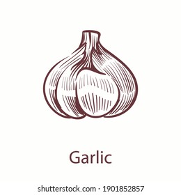 Knoblauch, handgezeichnet Symbol. Gemüseartikel im alten Farbstil für Broschüren, Banner, Restaurant- und Marktmenü, Erzeugnisse im Grabstil, Zubereitungsset für Skizzen, einzelne Vektorgrafik