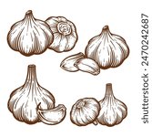 Garlic hand drawn illustration set. Garlic vector line art collection