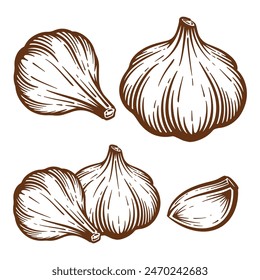 Garlic hand drawn illustration set. Garlic vector line art collection