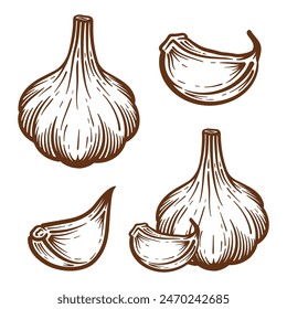 Garlic hand drawn illustration set. Garlic vector line art collection