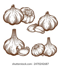 Garlic hand drawn illustration set. Garlic vector line art collection