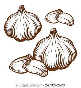 Garlic hand drawn illustration set. Garlic vector line art collection