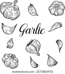 Garlic hand drawn illustration set. Line art style garlic for package design, print, icon, label design